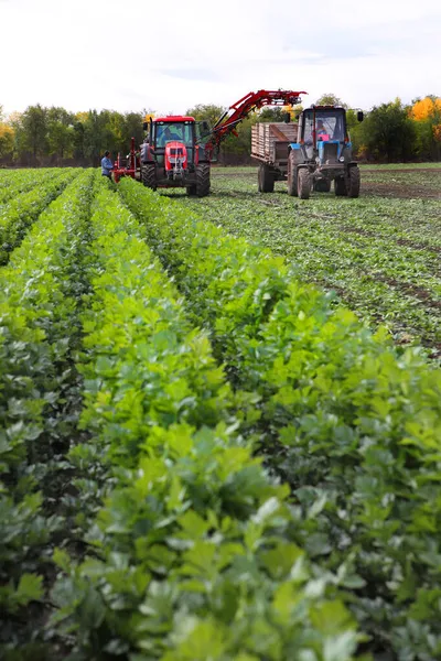 Máquinas Agrícolas Para Colheita Aipo Recolher Aipo Folhas Verdes Uma — Fotografia de Stock