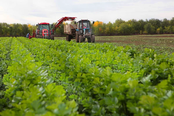 Máquinas Agrícolas Para Colheita Aipo Recolher Aipo Folhas Verdes Uma — Fotografia de Stock