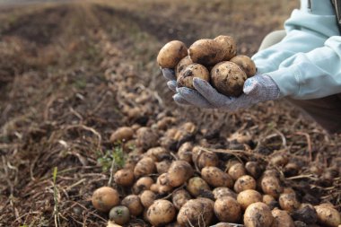 Patatesler ellerinde. Patates topluyorum. Yeni bir patates mahsulü. Çiftlikte sonbahar işi. Organik tarım.