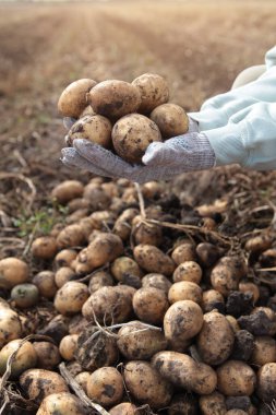 Patatesler ellerinde. Patates topluyorum. Yeni bir patates mahsulü. Çiftlikte sonbahar işi. Organik tarım. Dikey fotoğraf.