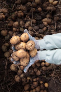 Patatesler ellerinde. Patates topluyorum. Yeni bir patates mahsulü. Çiftlikte sonbahar işi. Organik tarım. Dikey fotoğraf. Üst görünüm.