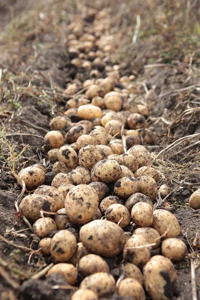 Kartoffelernte Die Ausgehobenen Kartoffeln Liegen Auf Dem Boden Kartoffeln Sammeln — Stockfoto