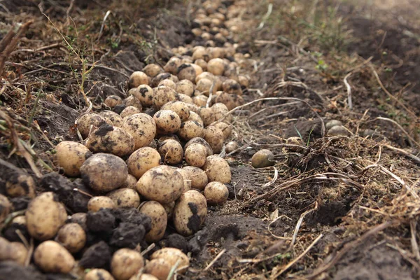 Kartoffelbeete Auf Dem Feld Kartoffelernte Herbstarbeit Auf Dem Bauernhof Kartoffelwurzeln — Stockfoto