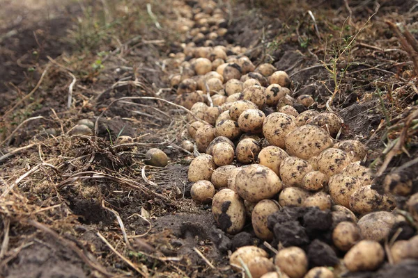Kartoffelbeete Auf Dem Feld Kartoffelernte Herbstarbeit Auf Dem Bauernhof Kartoffelwurzeln — Stockfoto