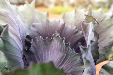 Tarlada kırmızı lahana. Tarım. Lahana hasadı. Sonbahar hasadı. Boş alan. Çiftçilik. Yapraklar.