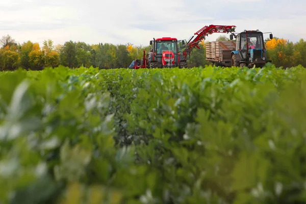 Máquinas Agrícolas Recolhem Aipo Recolher Aipo Folhas Verdes Uma Raiz — Fotografia de Stock