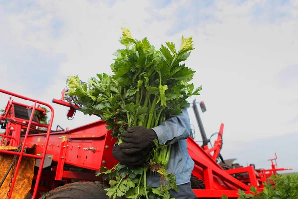 Farmář Drží Náručí Velkou Náruč Celeru Nepoznatelná Osobnost Sklizeň Zeleniny — Stock fotografie