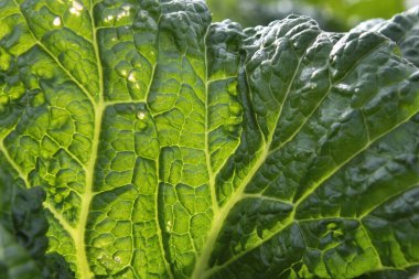 Pekin lahana yapraklarına yakın çekim. Bahçede Pekin lahanası. Arkaplan fotoğrafı. Yeşil izinler. Uzayı kopyala..