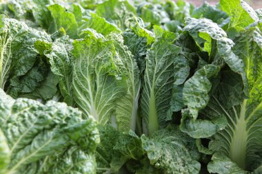 Bahçede Pekin lahanası. Dokulu lahana yaprakları. Sebze toplama mevsimi. Tarım endüstrisi. Organik tarım kavramı..