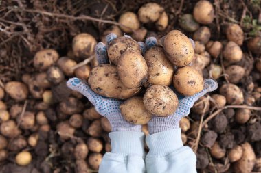 Patatesler ellerinde. Patates hasadı. Yeni bir patates hasadı. Çiftlikte sonbahar işi. Organik tarım. Üst görünüm.