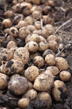 Patates hasadı. Kazılmış patatesler yerde yatıyordu. Patates topluyorum. Sebze toplama mevsimi. Dikey fotoğraf.