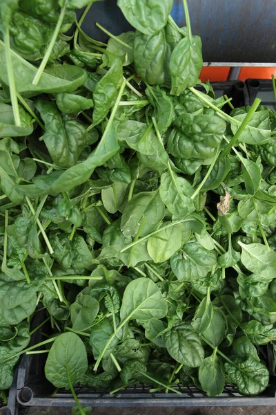 Collecting spinach. Green spinach leaves. Agricultural machinery for harvesting spinach. Out of focus. Vertical photo — Stock Photo, Image
