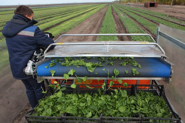 Un trabajador con overoles trabaja en una cosechadora de espinacas. Recogiendo espinacas. Maquinaria agrícola para la cosecha de espinacas. Vista trasera. Fuera de foco. —  Fotos de Stock