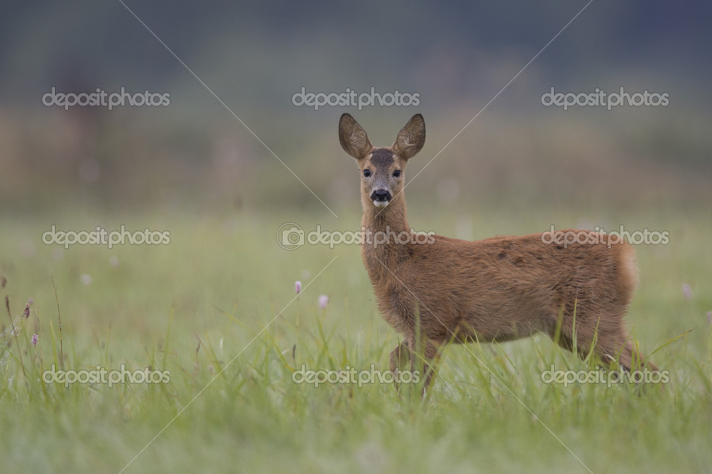 Roe deer — Stock Photo © johan10 #34571403