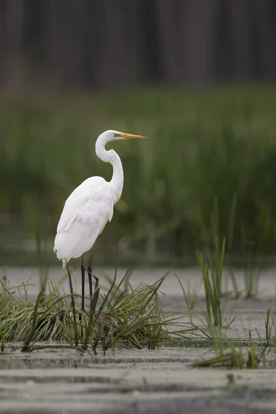 Grande aigrette — Photo