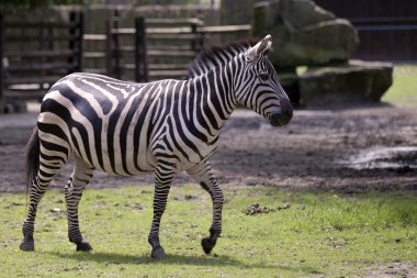 Zebra