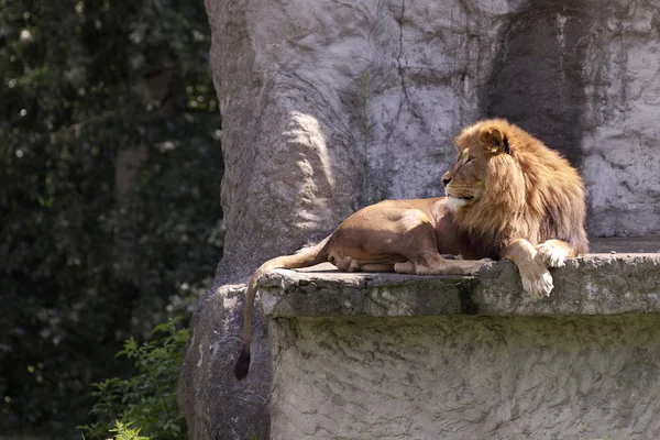 Aslan — Stok fotoğraf