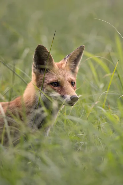 Fox in the grass — Stock Photo, Image