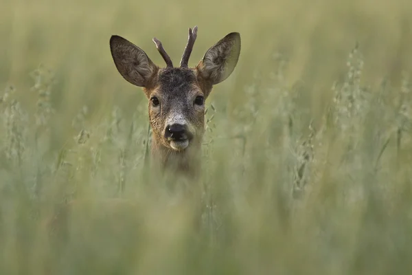 Roe deer in the wild. — Stock Photo, Image