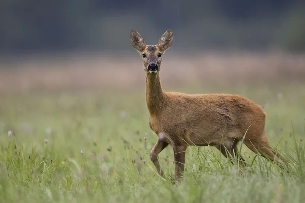 Roe deer in the wild. — Stock Photo, Image