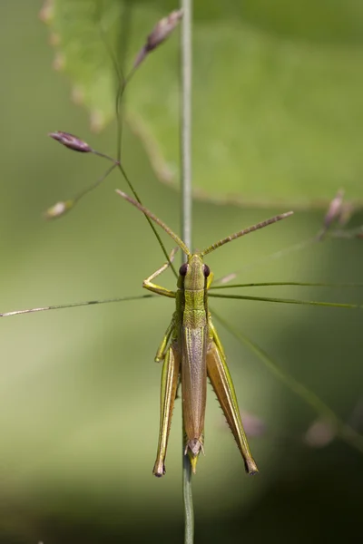 Grasshopper in the wild — Stock Photo, Image