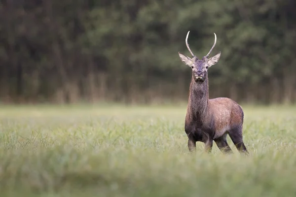 Cerf rouge dans la nature — Photo