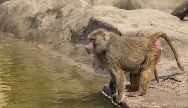 물 원숭이 — 스톡 사진
