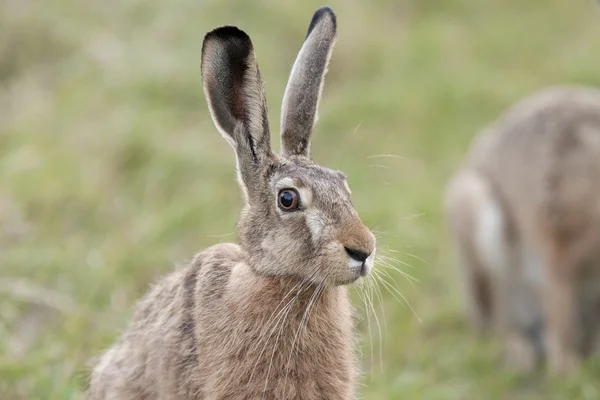 Hase in freier Wildbahn — Stockfoto