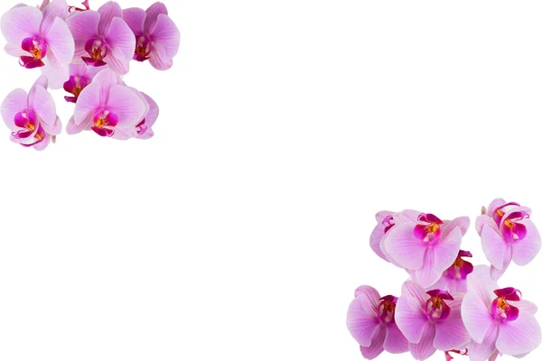 Horizontal flowers background — Stock Photo, Image