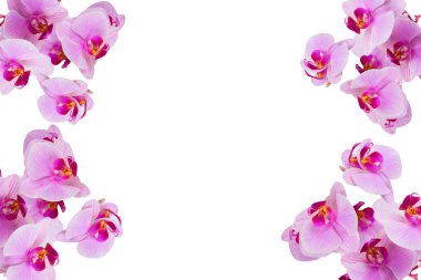 Beyaz arkaplanda çiçekler