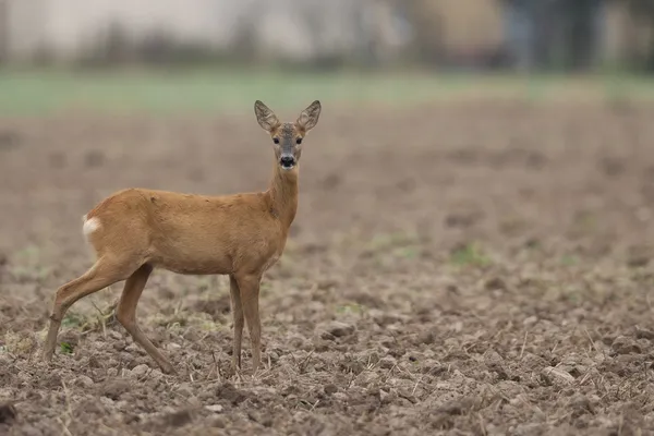 Roe-deer in the wild — Stock Photo, Image