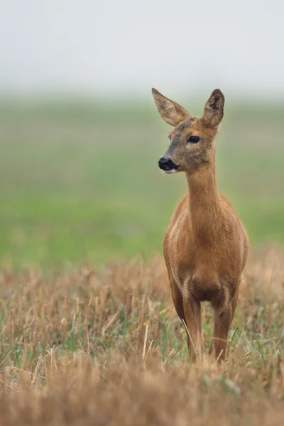 Roe-deer in the wild — Stock Photo, Image