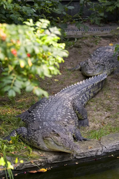 Crocodilos na água — Fotografia de Stock