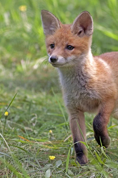 Young fox in the clearing — Stock Photo, Image