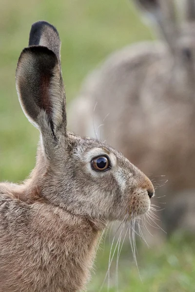 Lièvre dans la nature, profil . — Photo