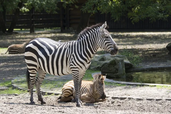 Família de zebras — Fotografia de Stock