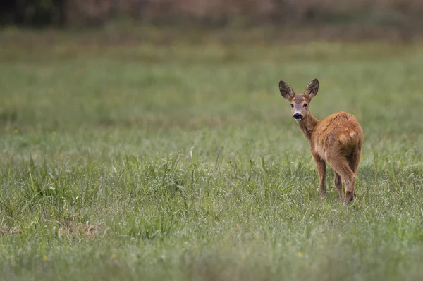 Roe-deer v přírodě. — Stock fotografie