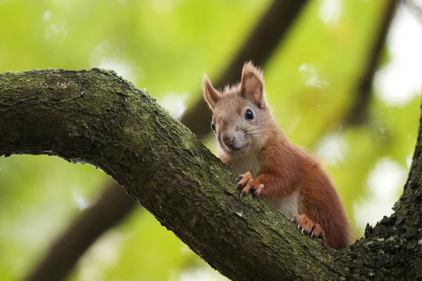 De rode eekhoorn in het forest. — Stockfoto