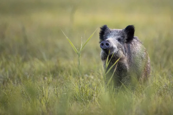 Wild Boar