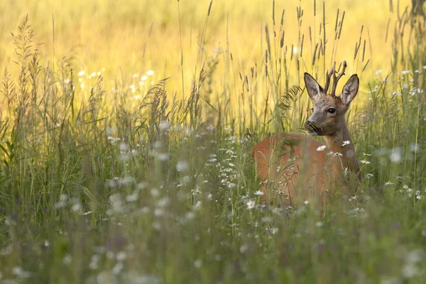 The buck deer in the clearing. — Stock Photo, Image