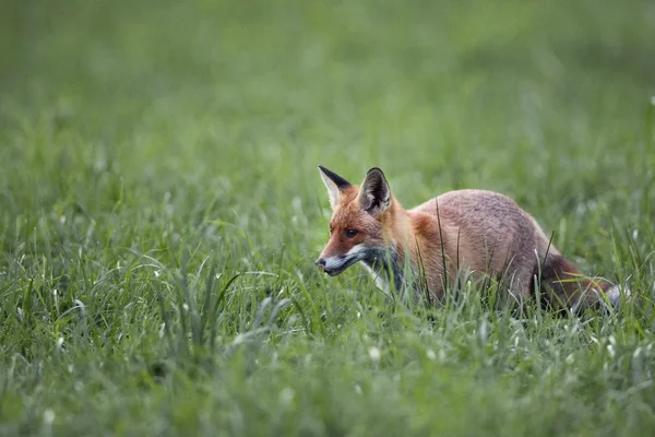 Fuchs im Morgentau — Stockfoto