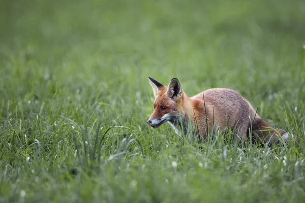 Fox en el rocío de la mañana —  Fotos de Stock