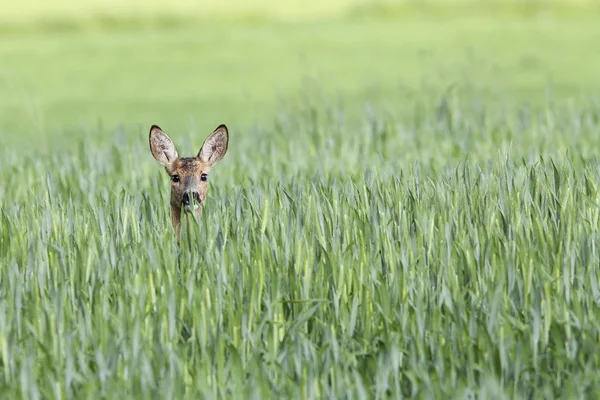 Roe-deer hidden in the Rye — Stock Photo, Image