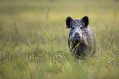 Wild Boar