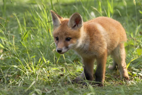 Jungfuchs in freier Wildbahn — Stockfoto