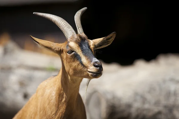 Retrato de una cabra —  Fotos de Stock