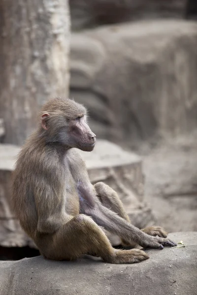 Affe sitzt auf einem Felsen — Stockfoto