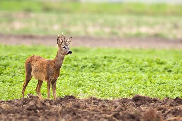 Vahşi buck geyik — Stok fotoğraf