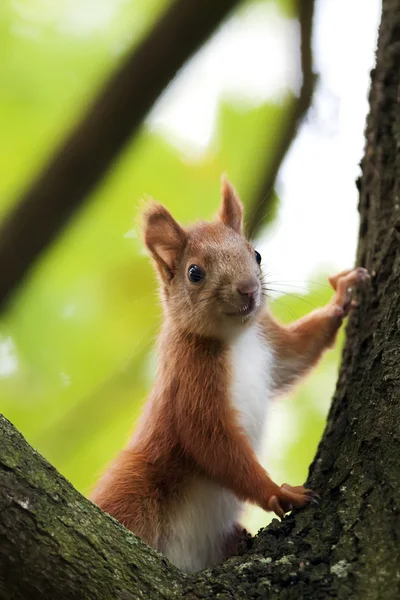 Red squirrel in the forest — Stock Photo, Image