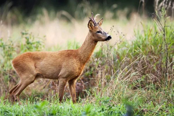 野生のバック鹿 — ストック写真
